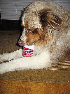 Pet Pics on Petsugar 2008-08-04 08:00:16