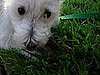 Pet Pics on Petsugar 2008-08-07 08:00:24
