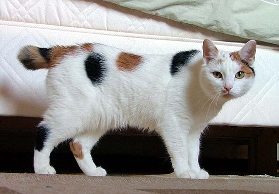 Guess What Breed of Cat?