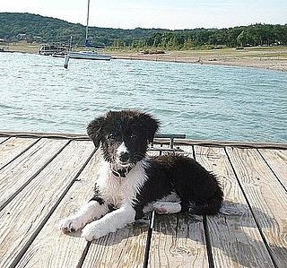 Pet Pics on Petsugar 2008-08-19 08:00:28