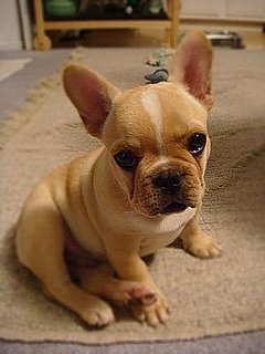 Vote for Samson in the Worldwide Fido Awards!