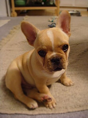 Vote for Samson in the Worldwide Fido Awards!