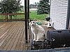 Pet Pics on PetSugar 2008-08-27 08:00:43