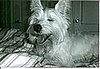 Pet Pics on Petsugar 2008-09-02 08:00:56