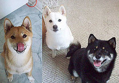 Pet Pics on PetSugar 2008-08-29 08:00:25 Pet Pics on PetSugar 2008-08-29 08:00:25