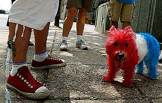 Dying Your Pet's Fur