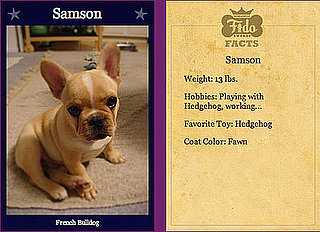 Samson Makes Worldwide Fido Semi Finals!