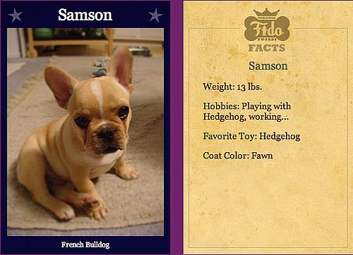 Samson Makes Worldwide Fido Semi Finals!