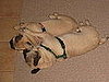 Pet Pics on Petsugar 2008-09-11 08:00:19