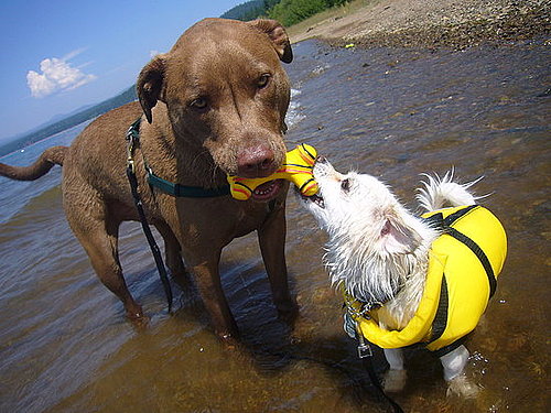 Pet Pics on Petsugar 2008-09-12 08:00:48
