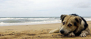 PetSugar Weekly Recap Quiz 2008-09-13 07:00:07