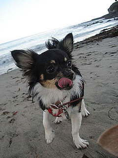 Pet Pics on Petsugar 2008-09-19 08:00:00