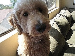 Pet Pics on Petsugar 2008-09-22 08:00:52
