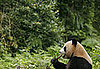 Panda Quiz on Petsugar