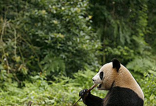 Panda Quiz on Petsugar