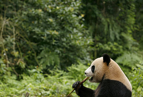Panda Quiz on Petsugar
