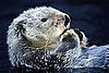 Sea Otter Quiz on Petsugar