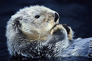 Sea Otter Quiz on Petsugar