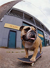 Does Your Pet Have a Talent?