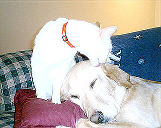 Pet Pics on Petsugar 2008-09-30 08:00:50