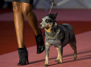 PetSugar Weekly Recap Quiz 2008-09-27 07:00:13