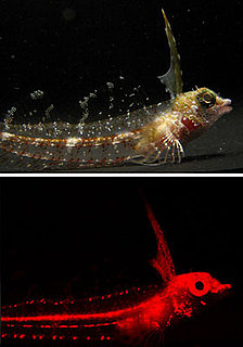 Fish Glowing Red