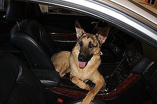 Pet Pics on Petsugar 2008-09-24 08:00:07