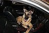 Pet Pics on Petsugar 2008-09-24 08:00:07
