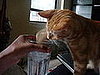 Pet Pics on Petsugar 2008-10-13 08:00:10