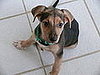 Pet Pics on Petsugar 2008-10-08 08:00:59