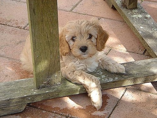 Pet Pics on Petsugar 2008-10-10 08:00:11