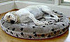 SnoozAir Bed for Dogs