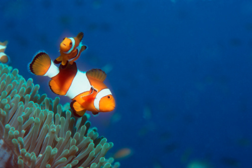 Guess What Fish?