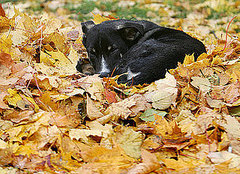PetSugar Weekly Recap Quiz 2008-10-11 07:00:39