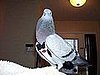 Pet Pics on Petsugar 2008-10-09 08:00:41