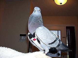 Pet Pics on Petsugar 2008-10-09 08:00:41