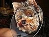 Pet Pics on Petsugar 2008-10-15 08:00:38