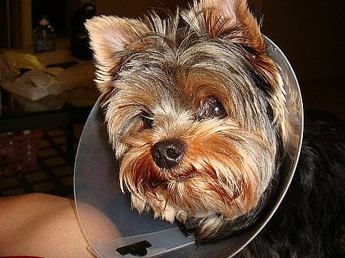 Pet Pics on Petsugar 2008-10-15 08:00:38