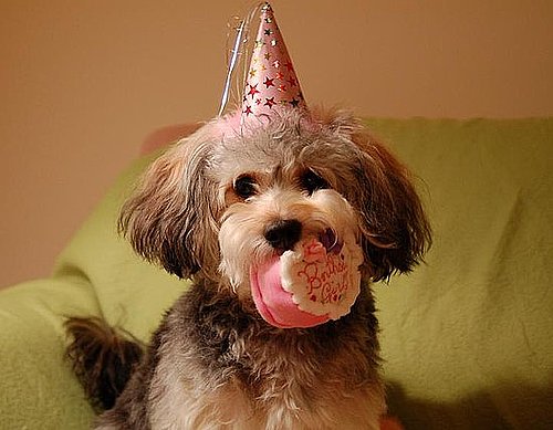 Pet Pics on Petsugar 2008-10-16 07:00:34