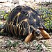 The Radiated Tortoise