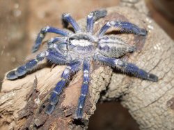 The Peacock Parachute Tarantula The Peacock Parachute Tarantula