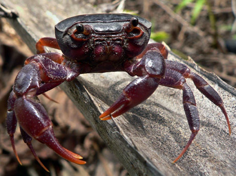 The Purple Marsh Crab The Purple Marsh Crab