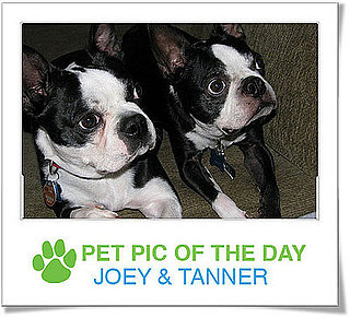 Pet Pics on Petsugar 2008-10-27 07:00:59