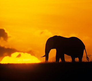 The Endangered Species List 2008