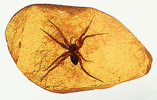 Spiders Among The Oldest Creatures
