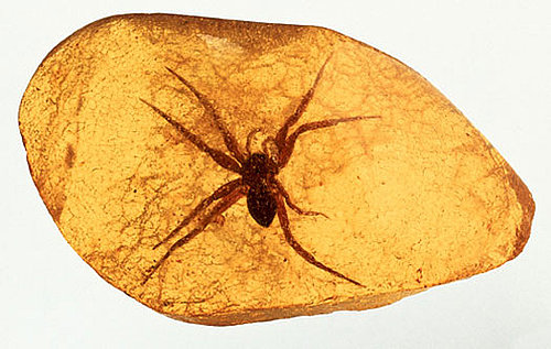 Spiders Among The Oldest Creatures