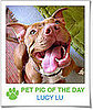 Pet pics on Petsugar 2008-10-28 08:00:36