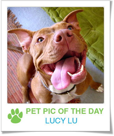Pet pics on Petsugar 2008-10-28 08:00:36