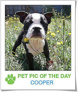 Pet Pics on Petsugar 2008-10-31 08:00:10