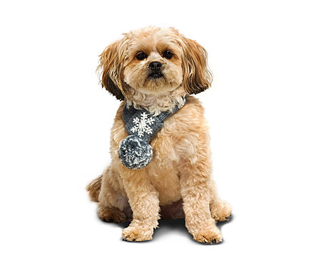 Snowflake Scarf ($24)